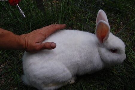 Evaluating Rabbit Body Condition Image